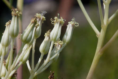 Arnoglossum atriplicifolium #18